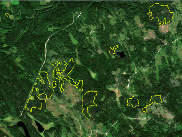 Оперативное картографирование нарушений лесного покрова на основе спутниковых данных с высоким пространственно-временным разрешением