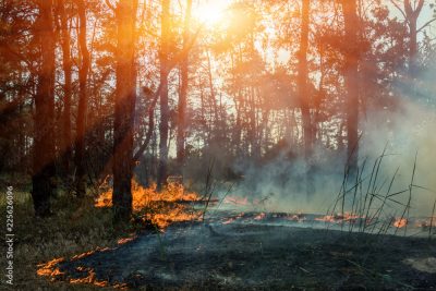 Геоинформационное моделирование пожарной опасности природных территорий России